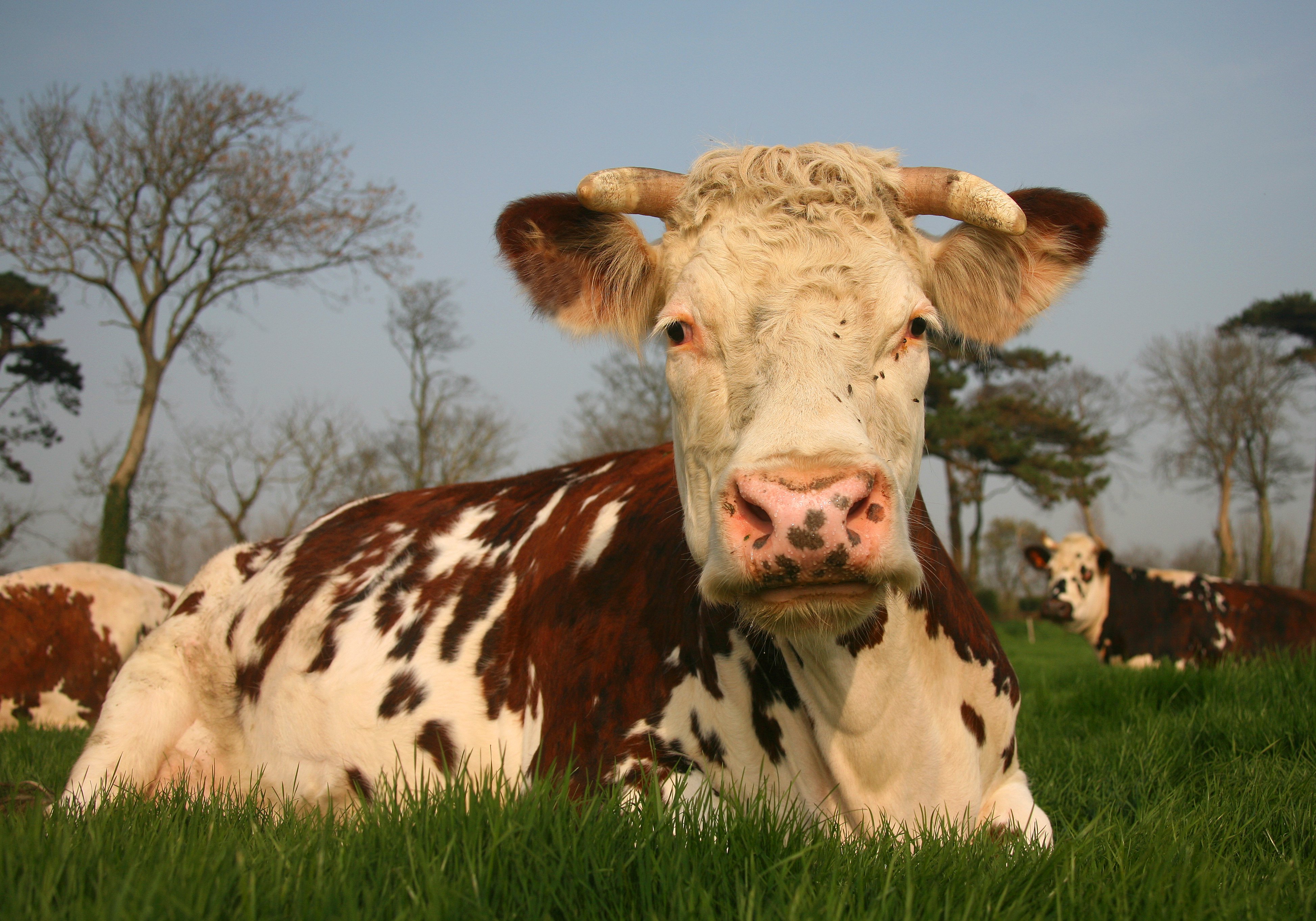 Concours agricole