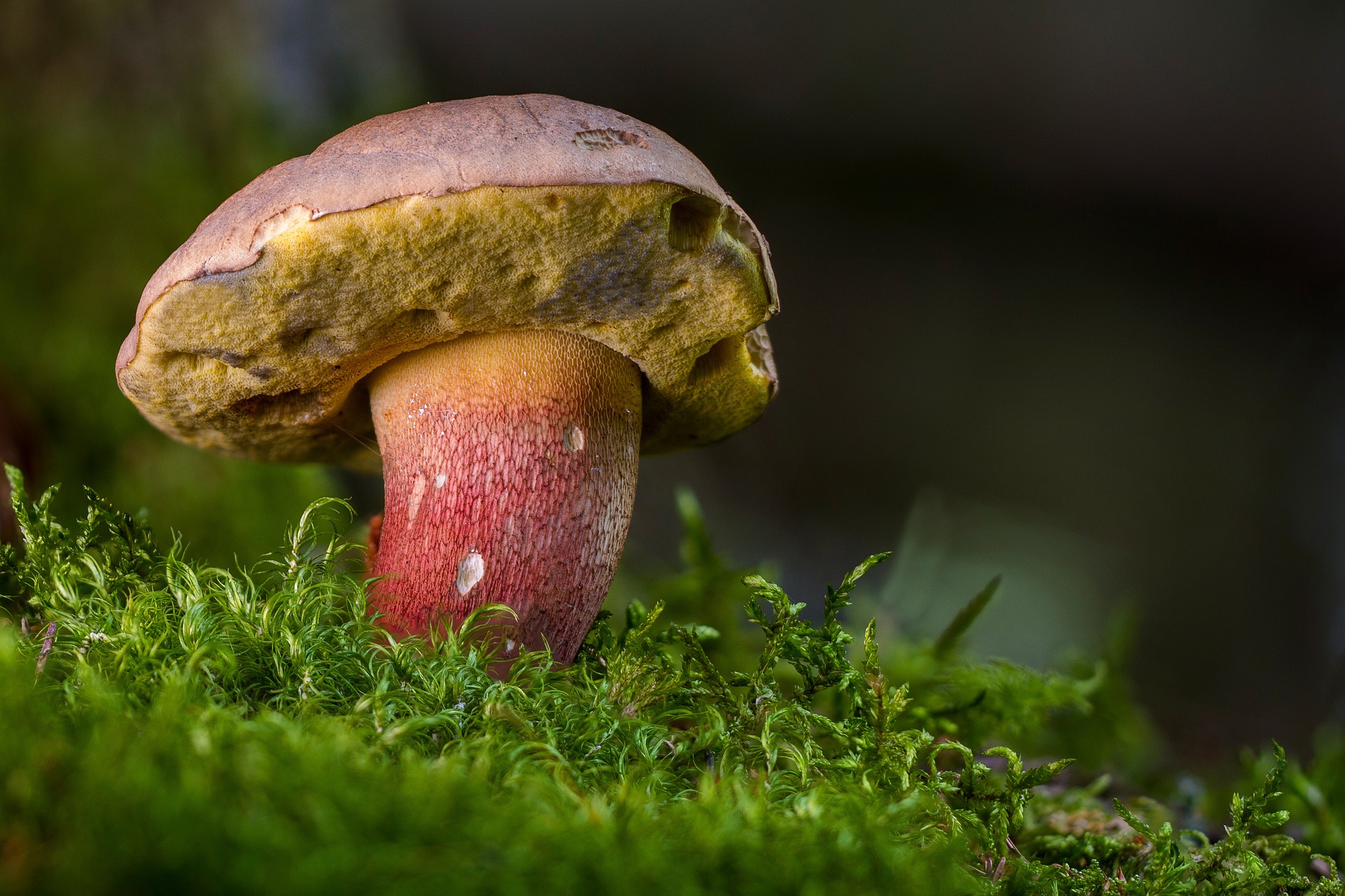 Fête du champignon