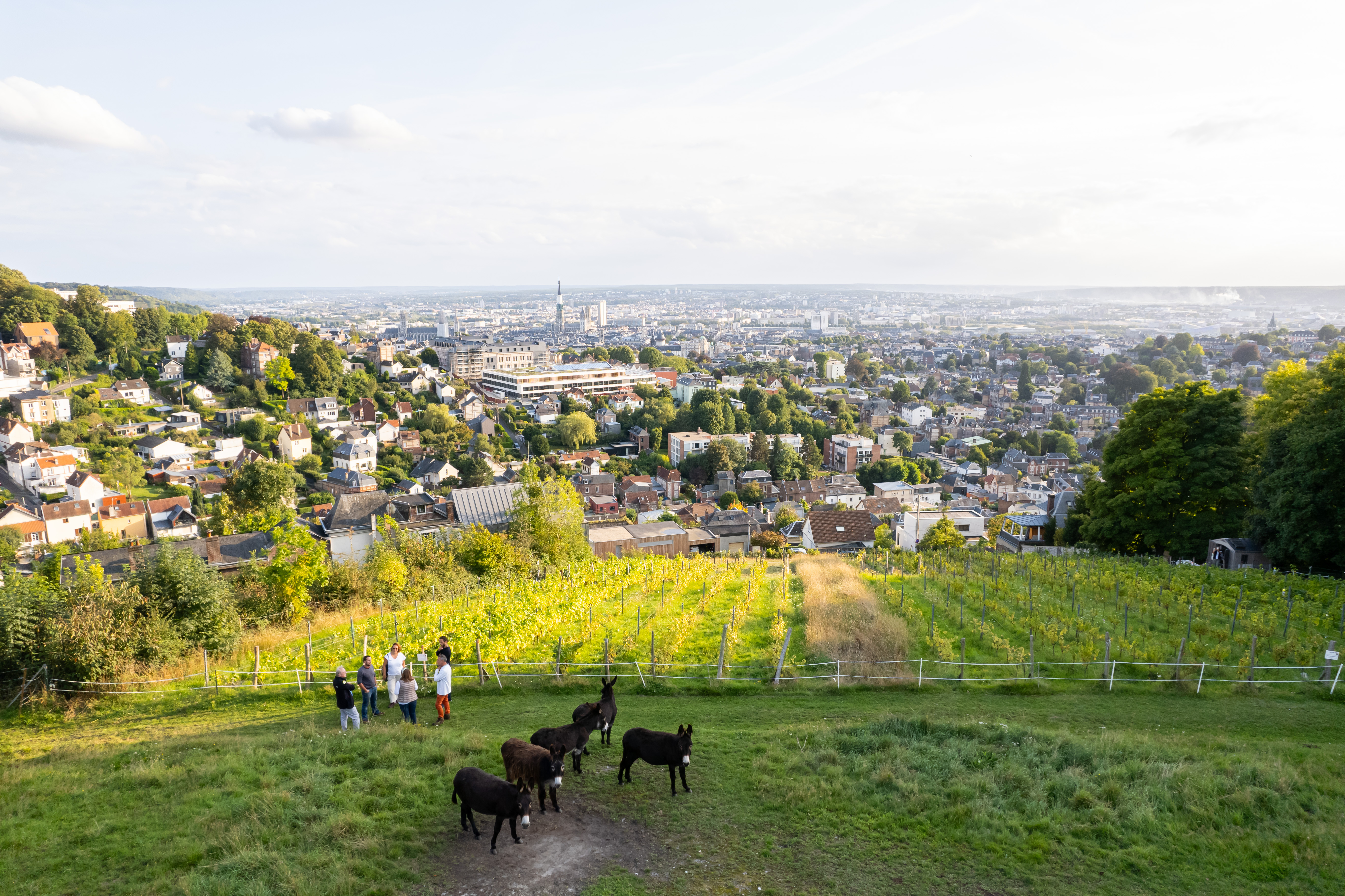 Découverte des vignes rouennaises Du 26 avr au 17 sept 2025