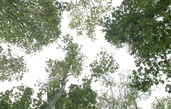 Mercredi nature : Découverte des arbres