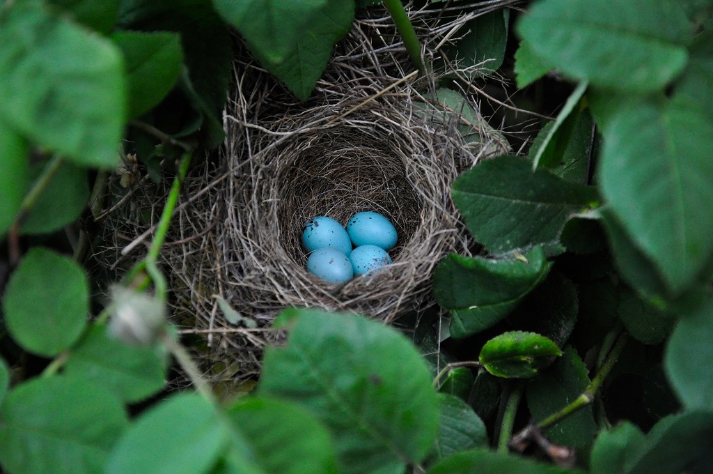 Découverte nature en famille - les œufs Du 22 au 29 avr 2024
