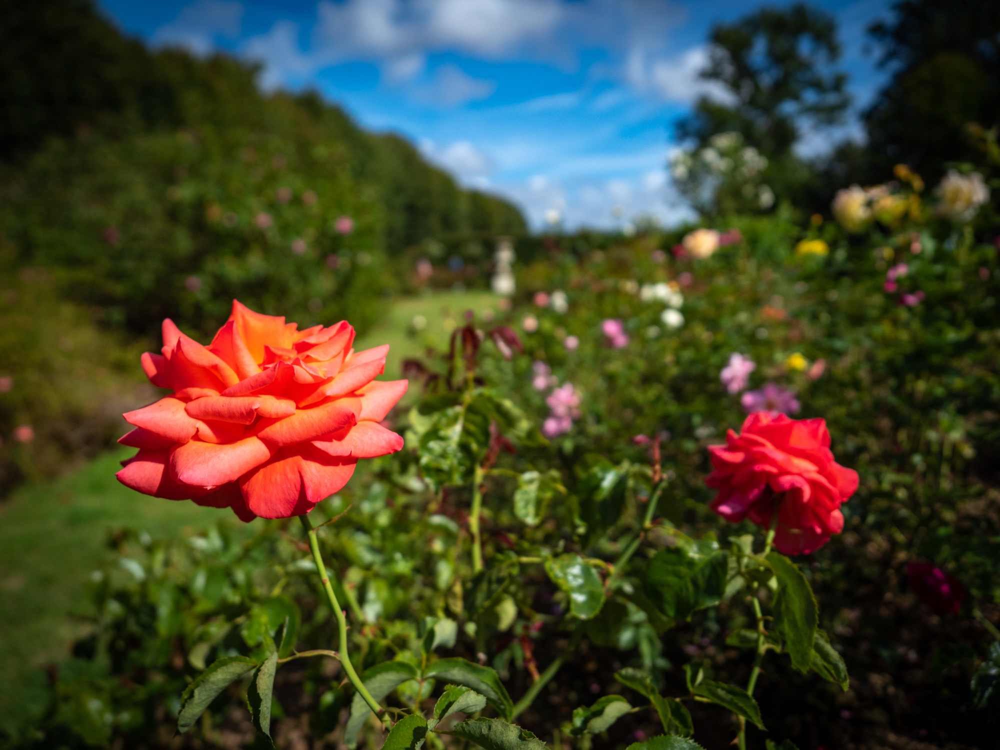 Promenade-conseils "bouturage des rosiers" Le 8 sept 2024