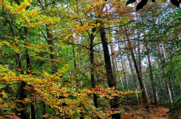 ((Visite commentée)) Tous en forêt Le 25 sept 2024