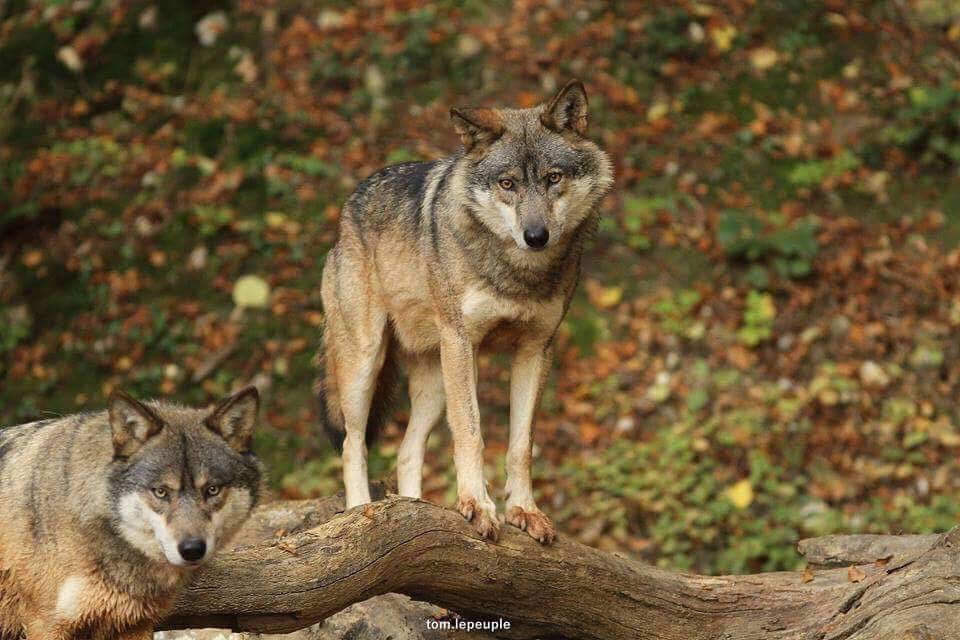 Nocturne des loups Du 8 mars au 13 déc 2024