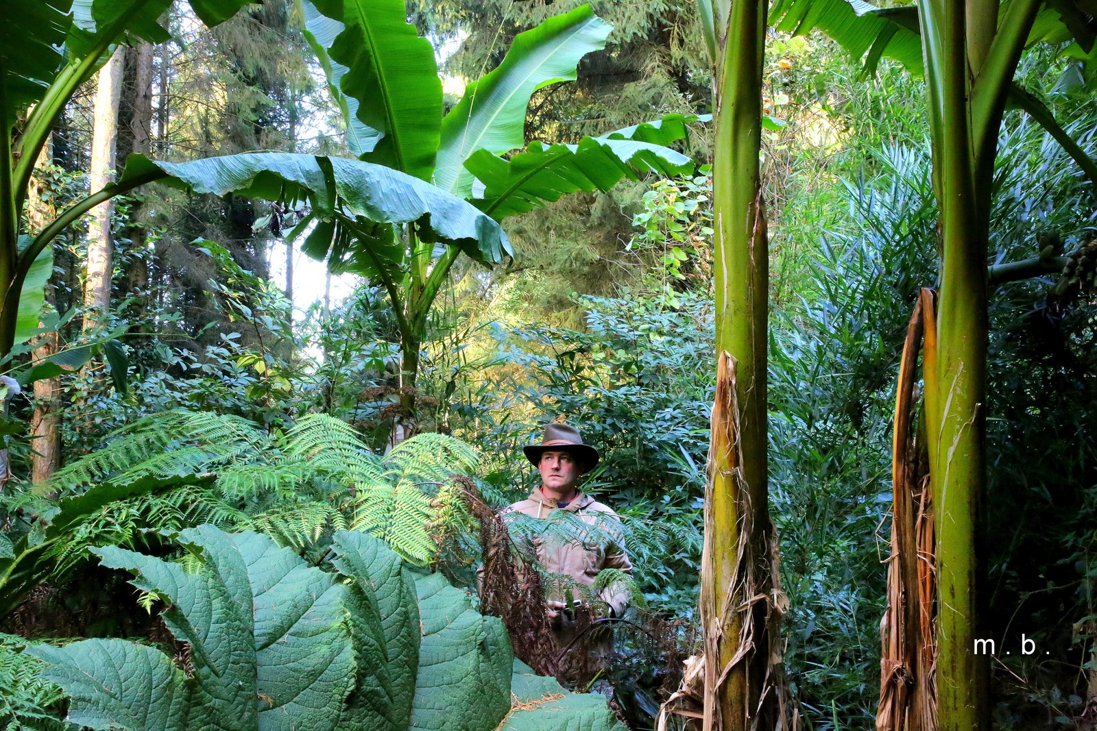 Visite guidée - Jardin jungle