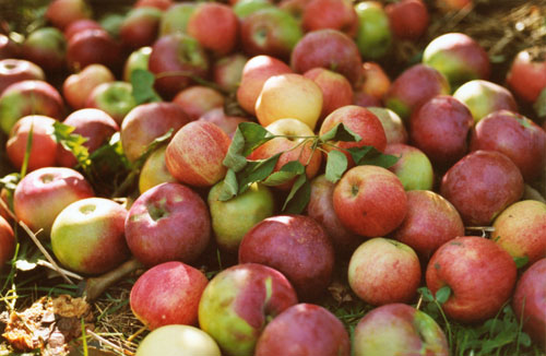 Marché de producteurs