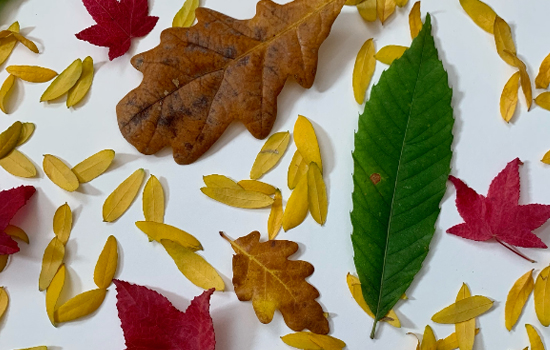 Atelier : La ronde des feuilles