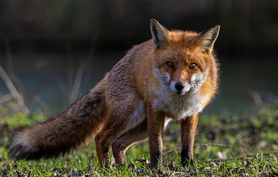 Sortie nature : Le renard amoureux Le 11 janv 2025