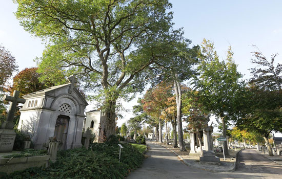 Visite guidée : Cimetière Sainte-Marie Le 1 déc 2024