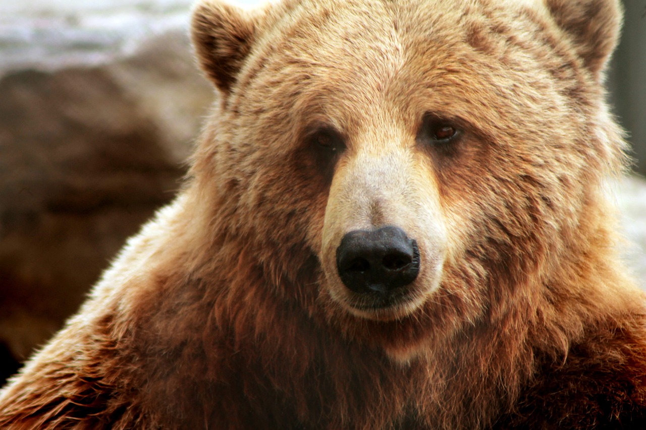 Exposition "Les ours" à la bibliothèque Odette... Du 21 nov au 16 déc 2024