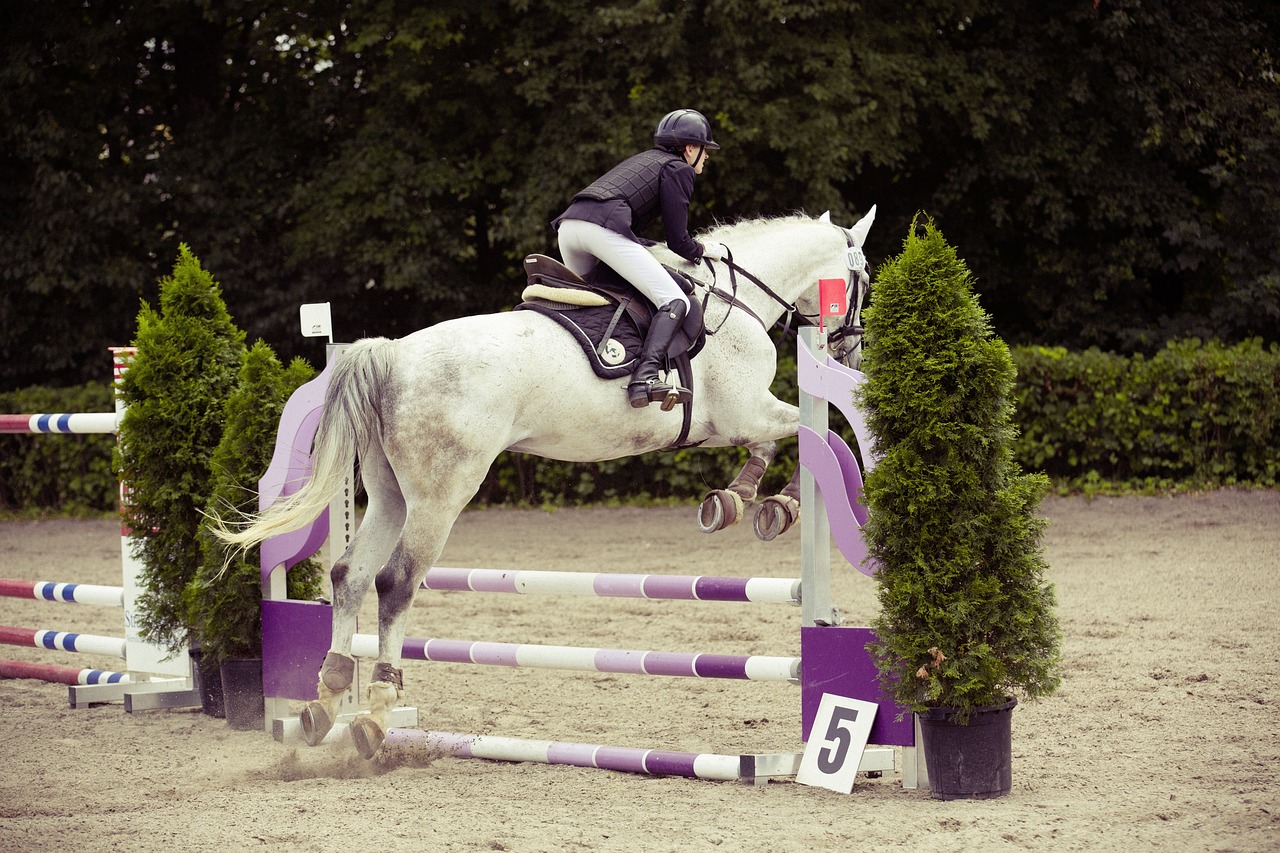 Stage équitation "CSO" Le 4 janv 2025