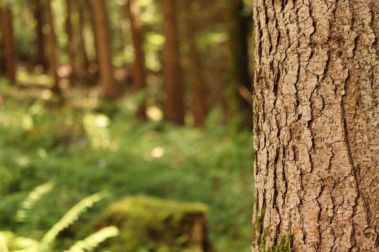 ((Sortie Nature)) Reconnaissance des arbres en hiver