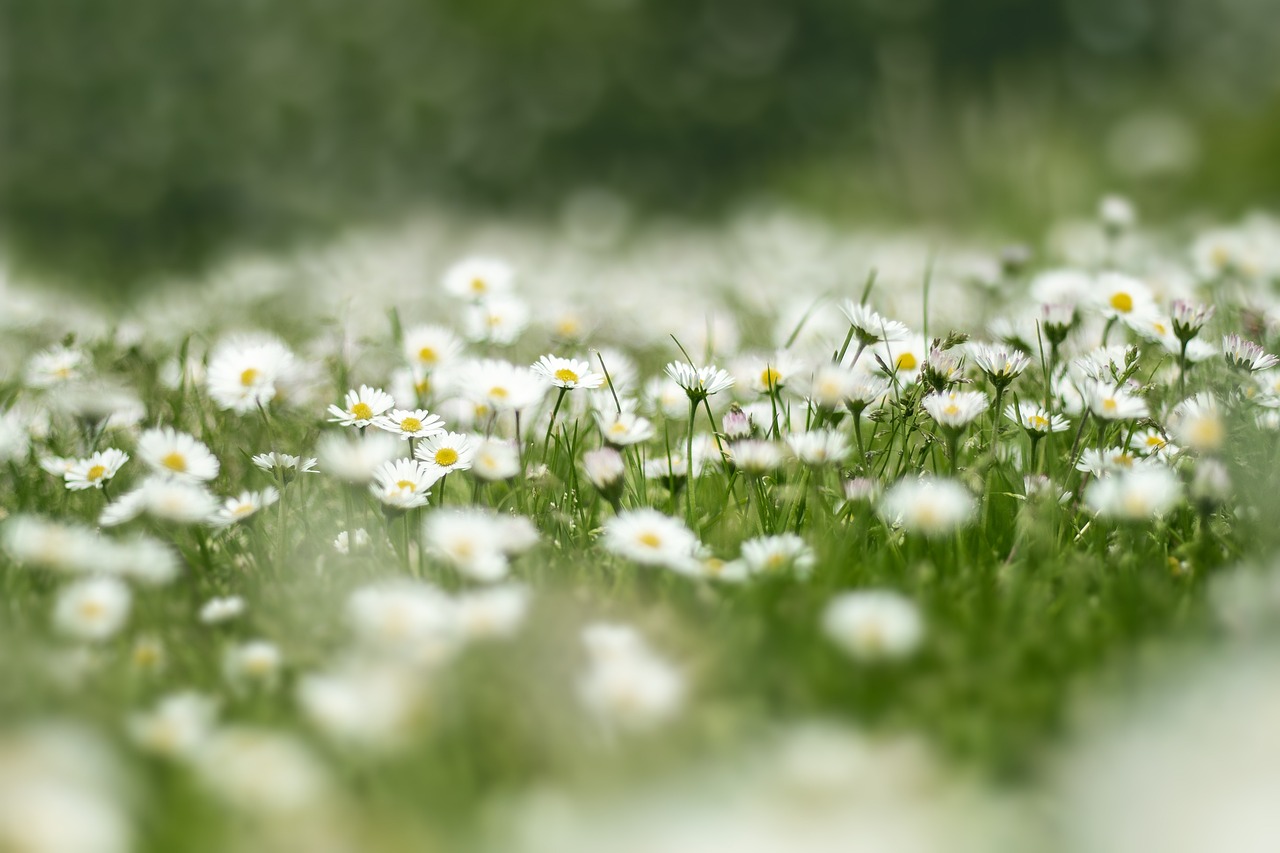 ((Sortie nature)) Les trésors naturels du quotiden Le 22 janv 2025