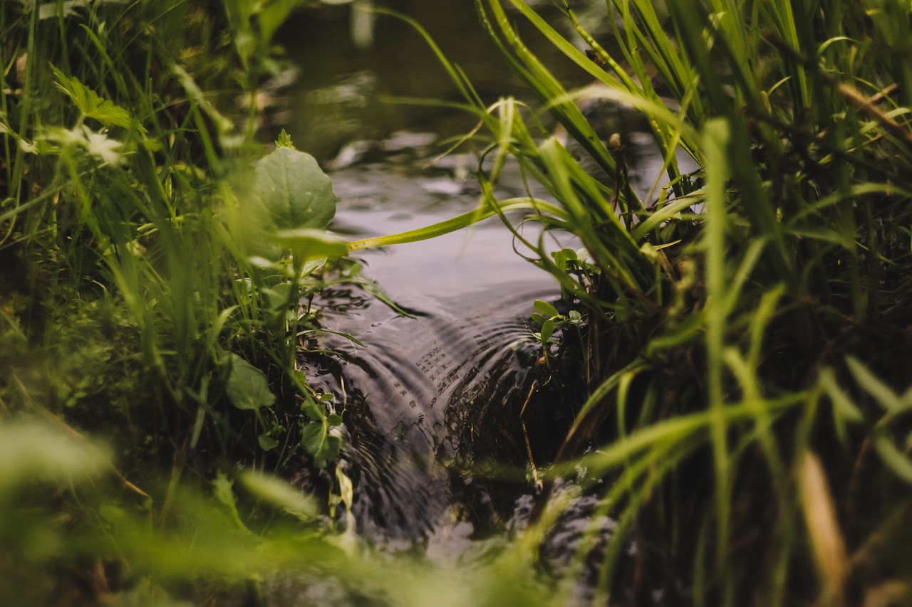 ((Sortie Nature)) Eau et Biodiversité au Bois des Communes Le 14 déc 2024