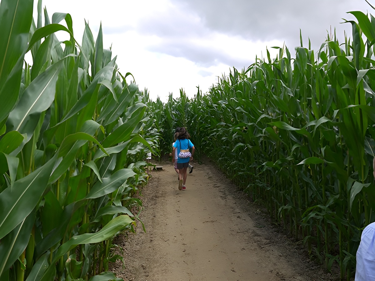 ©Ass Labyrinthes Normandie photo 3b - Copie