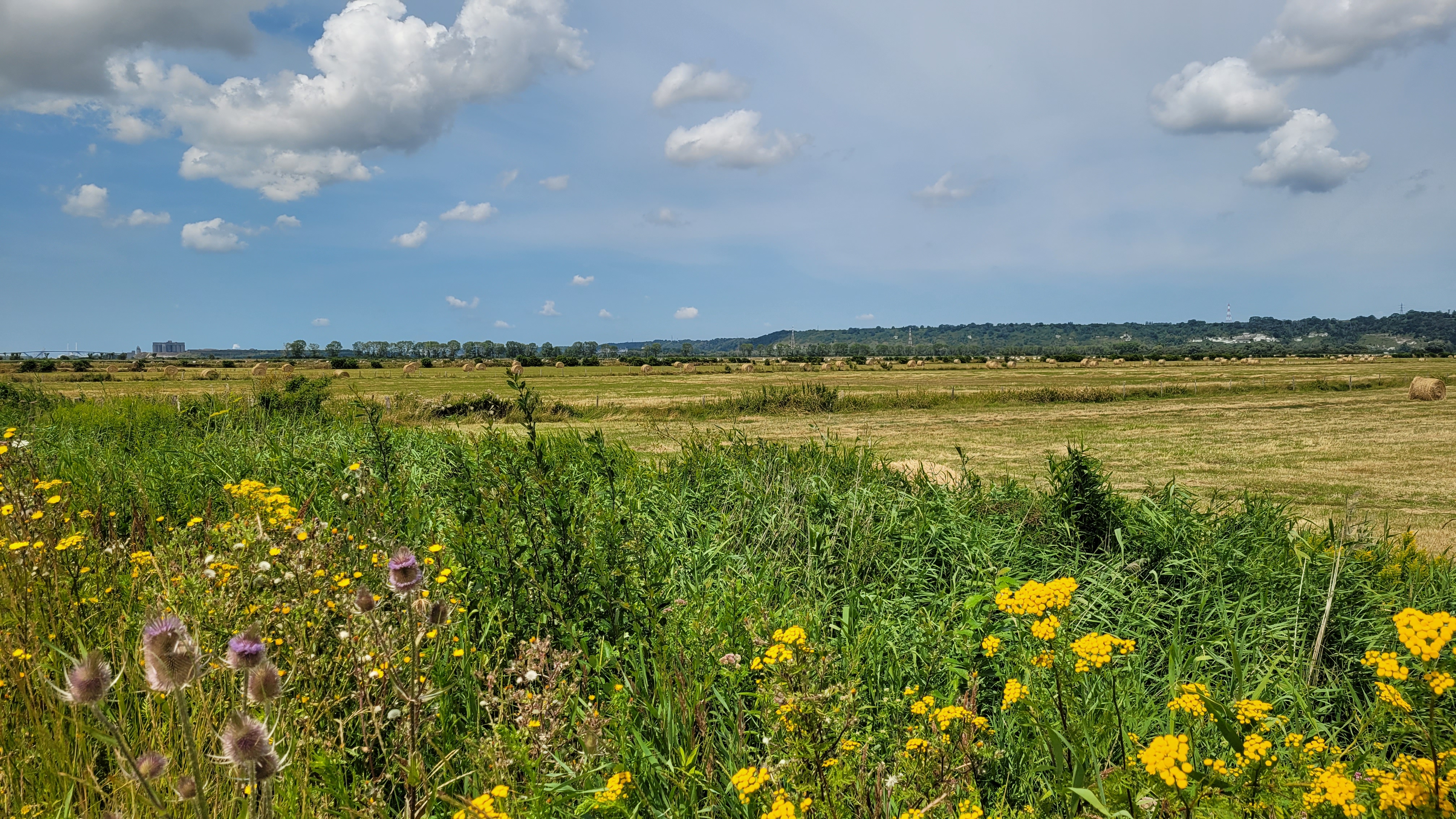 Les prairies humides du marais du Hode