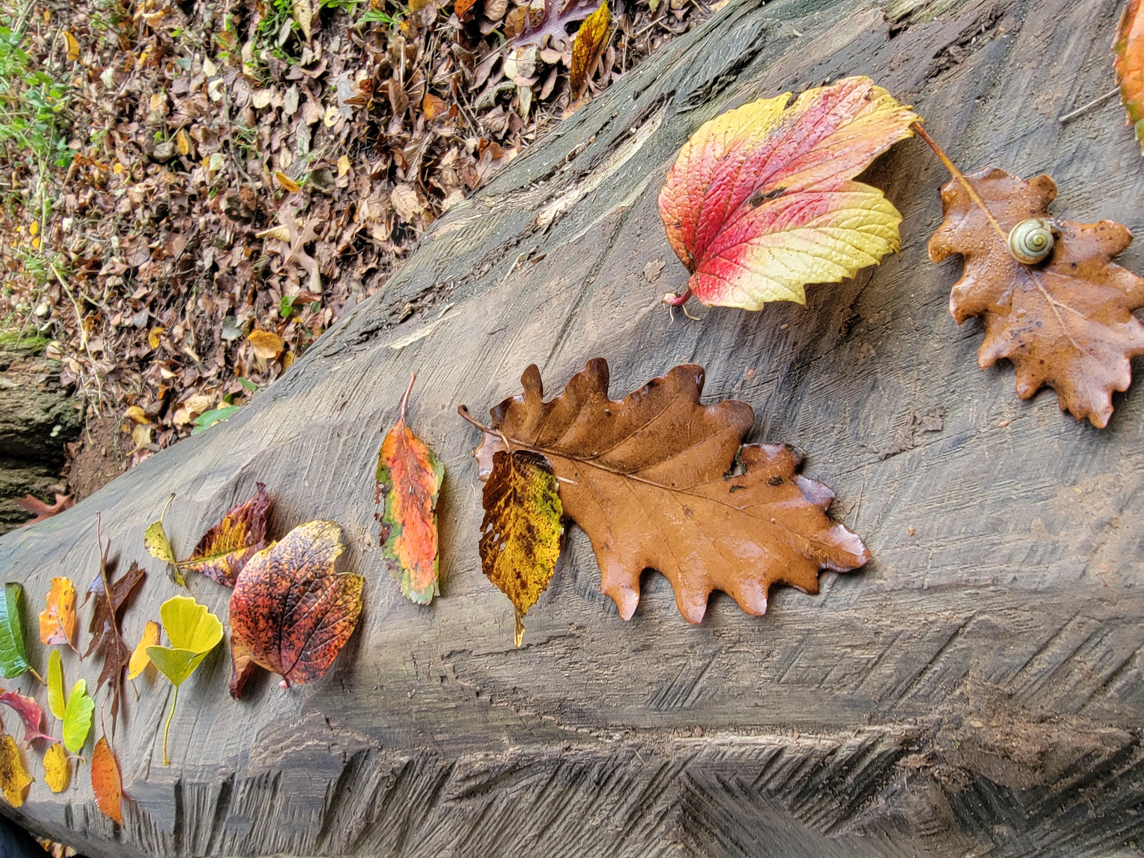 Jeux autour des feuilles d’automne