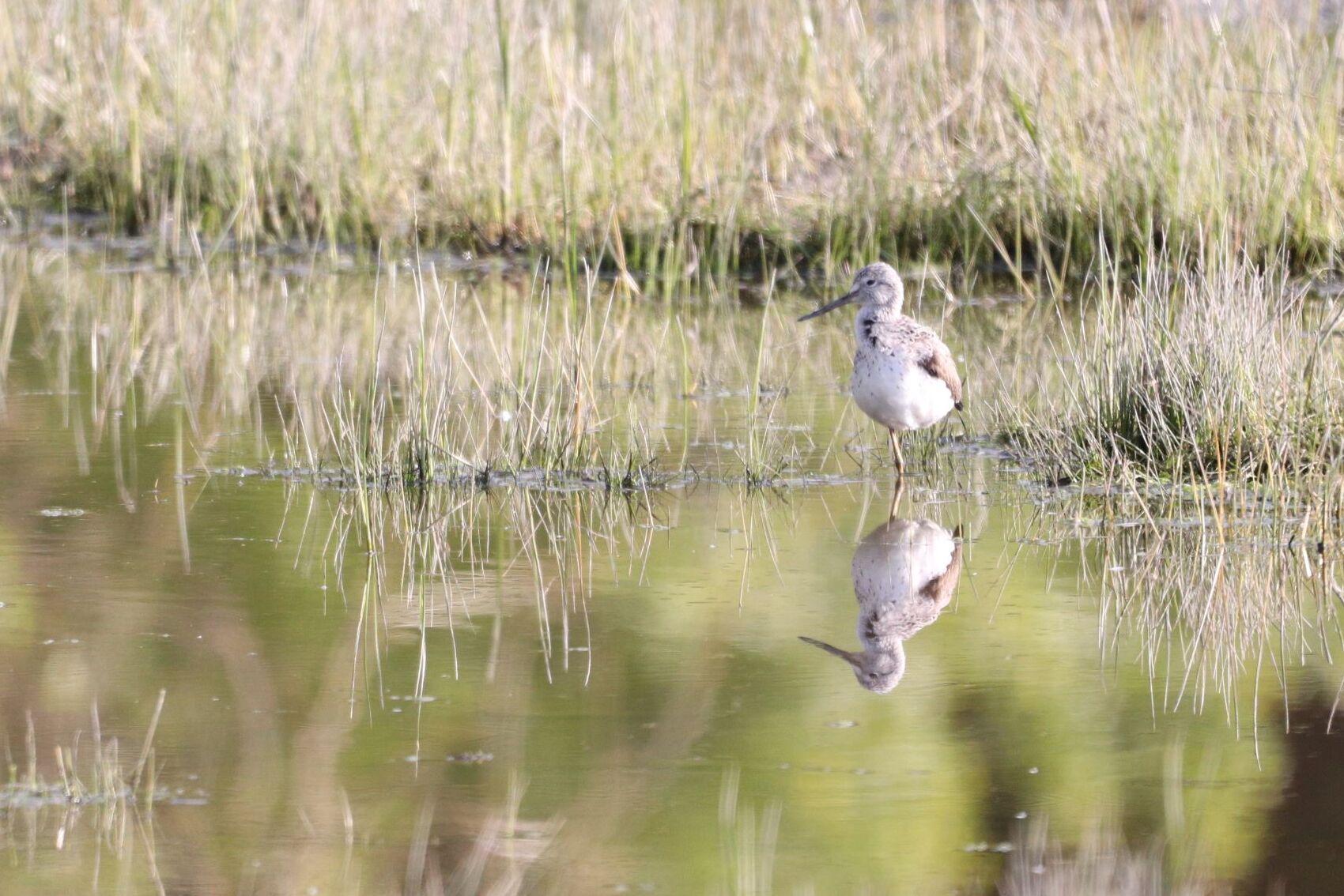 Chevalier aboyeur, un oiseau limicole