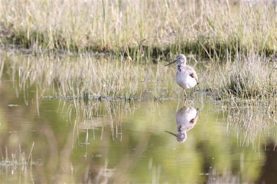 Découverte de la réserve naturelle de l'estuaire de la Seine à l'heure de la migration