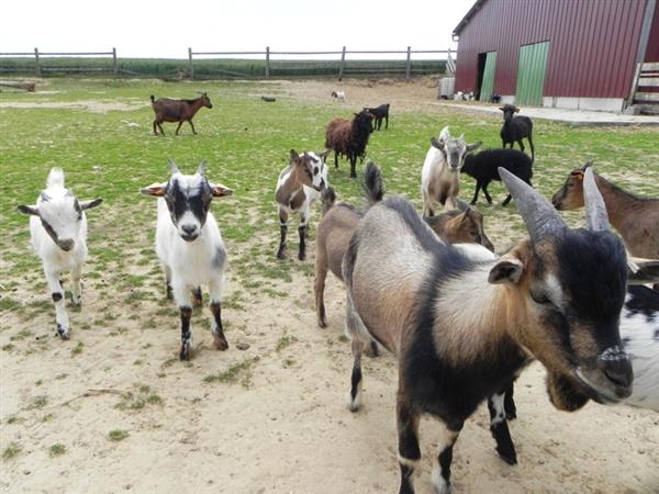 La Ferme des Falaises - Saint-Jouin-Bruneval