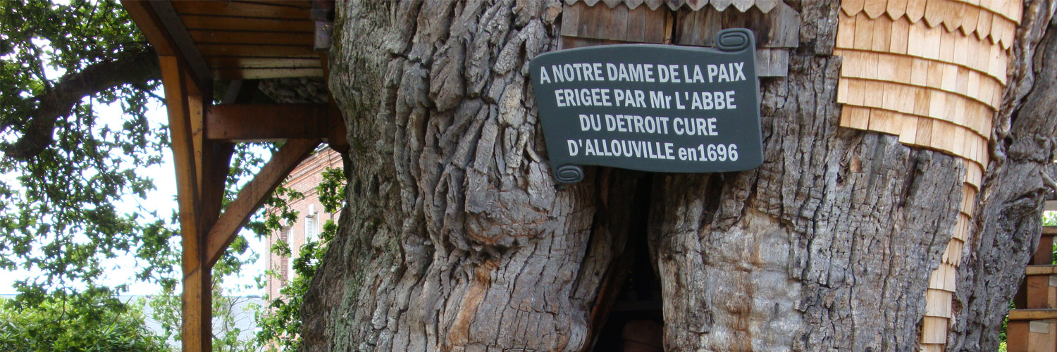 Chêne d'Allouville (Seine-Maritime) Allouville-Bellefosse--chene-de-1200-ans--003