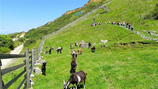 Sortie nature : Transhumance en bord de mer