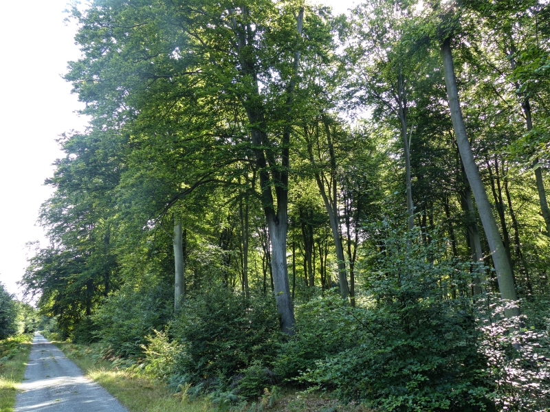 Arboretum du Petit Charme Métropole