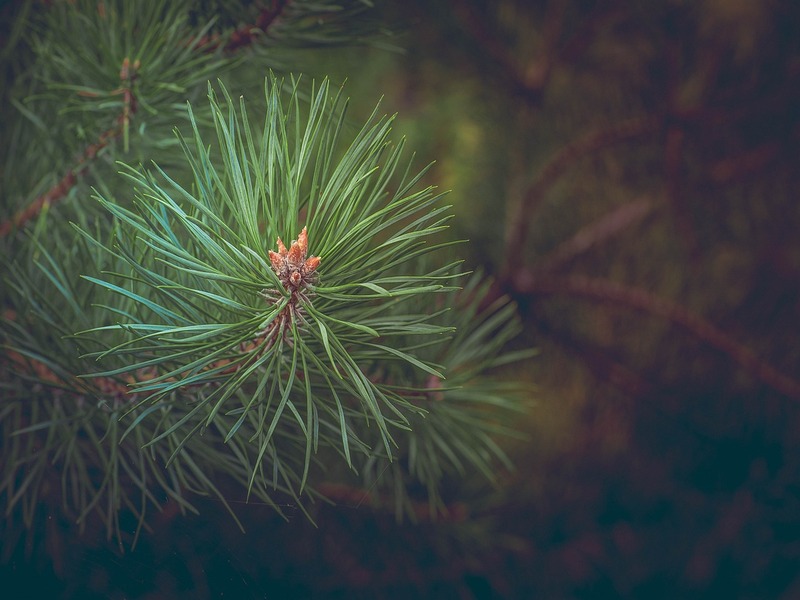 Atelier petite enfance - Sapins et Cie