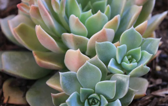 Propos de jardinier : Cactées et succulentes