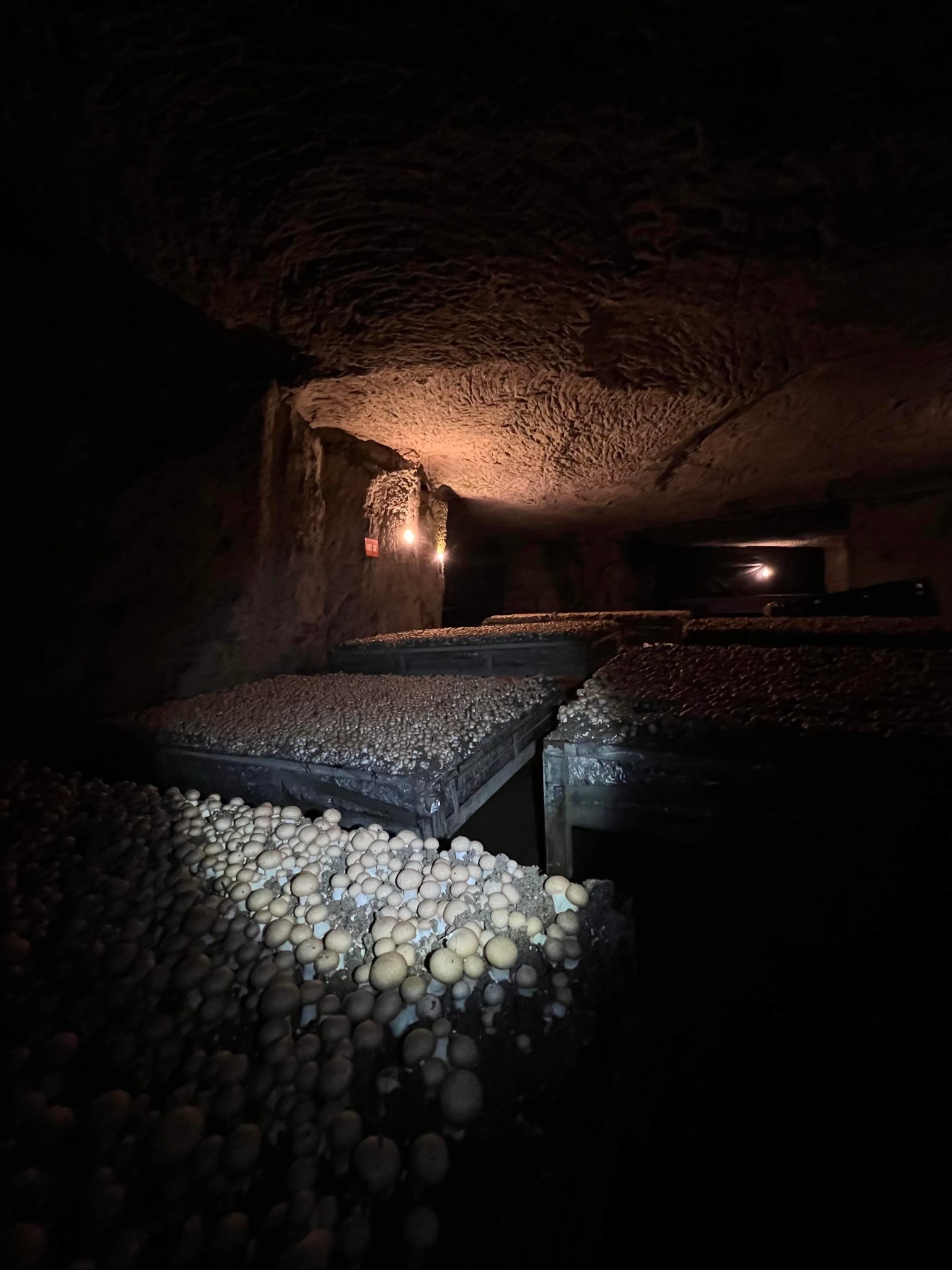 Champignonnière - Intérieur