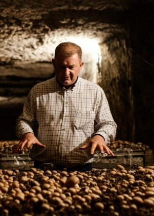 Champignonnière - Olivier Perrel en cave