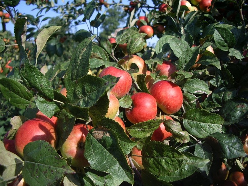 Cidre Pasquier - Fongueusemare (800x600)
