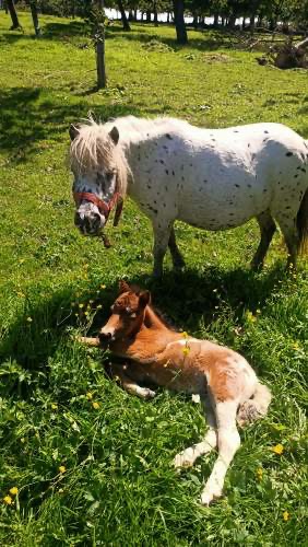 Cidrerie_des_hautes_falaises_aire_de_camping_car_9