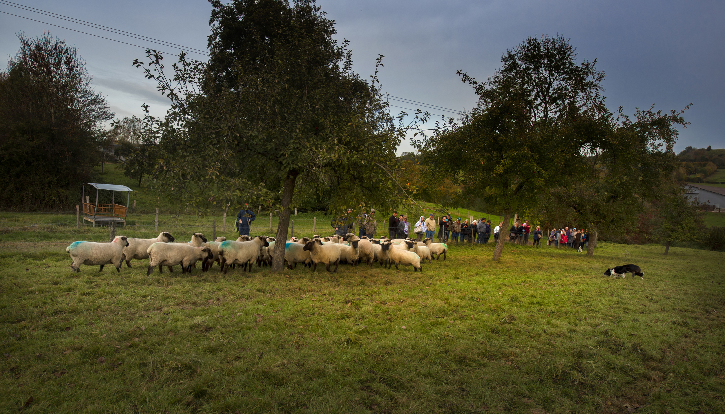 Domaine Duclos-Fougeray - photo 3