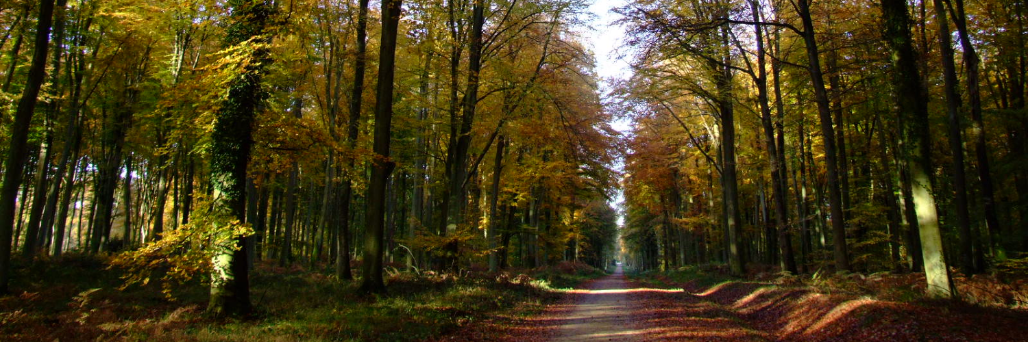 Forêt domaniale de la Londe Rouvray SeineMaritime, La Normandie impressionnante Forêt domaniale de la Londe Rouvray SeineMaritime, La Normandie impressionnante