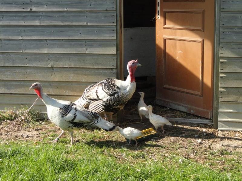 ST SAUVEUR D'EMALLEVILLE#Gîtes de France® - Le P'tit Nid