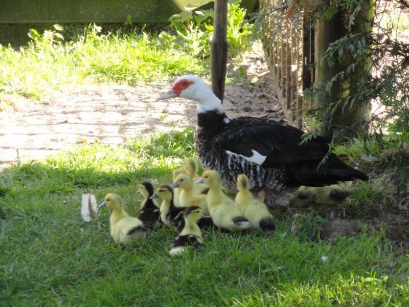 ST SAUVEUR D'EMALLEVILLE#Gîtes de France® - Le P'tit Nid