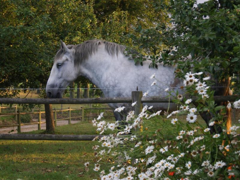 BRETTEVILLE DU GRAND CAUX#Gîtes de France® - Le Puits