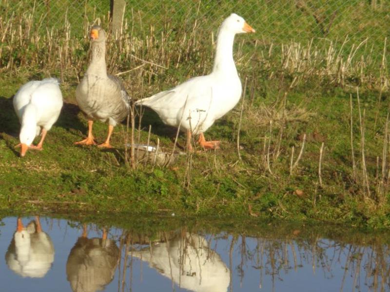 BEC DE MORTAGNE#Gîtes de France® - Les Riceys