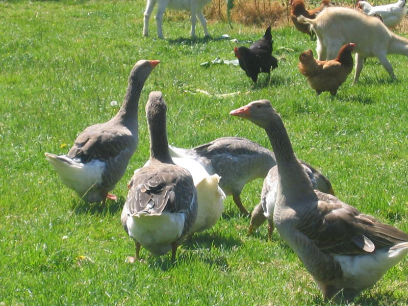 Gîtes de France® - L'Iris Bleu