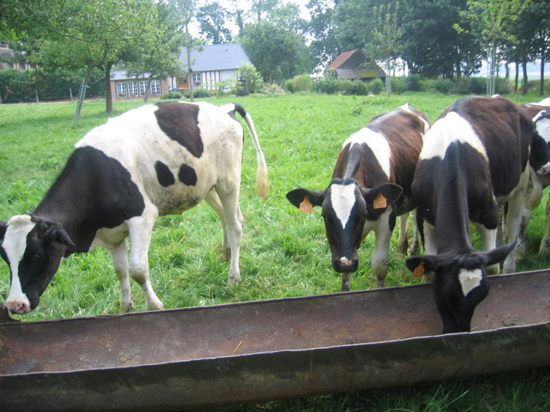 Gîtes de France® - L'Iris Bleu