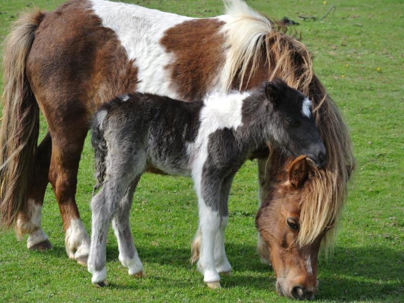 Gîtes de France® - Bienvenue chez les Biquettes