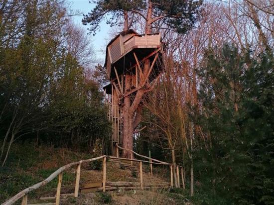 Sherwood Tree