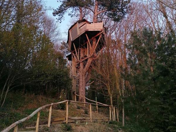 Sherwood Tree