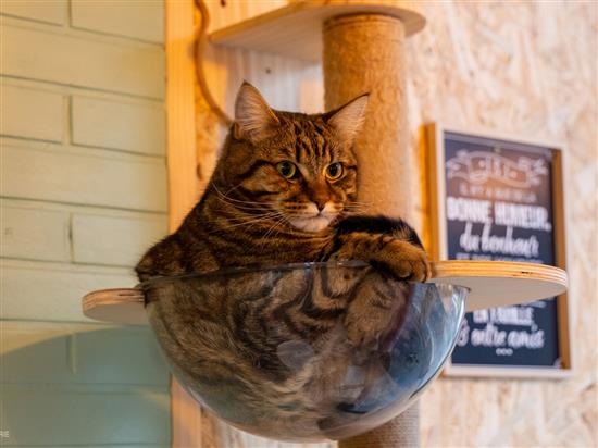 Le salon des P'tea chats