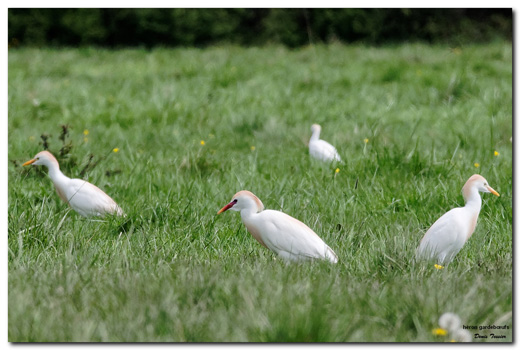 Sortie nature : Les oiseaux hivernants dans l'estuaire de la Seine