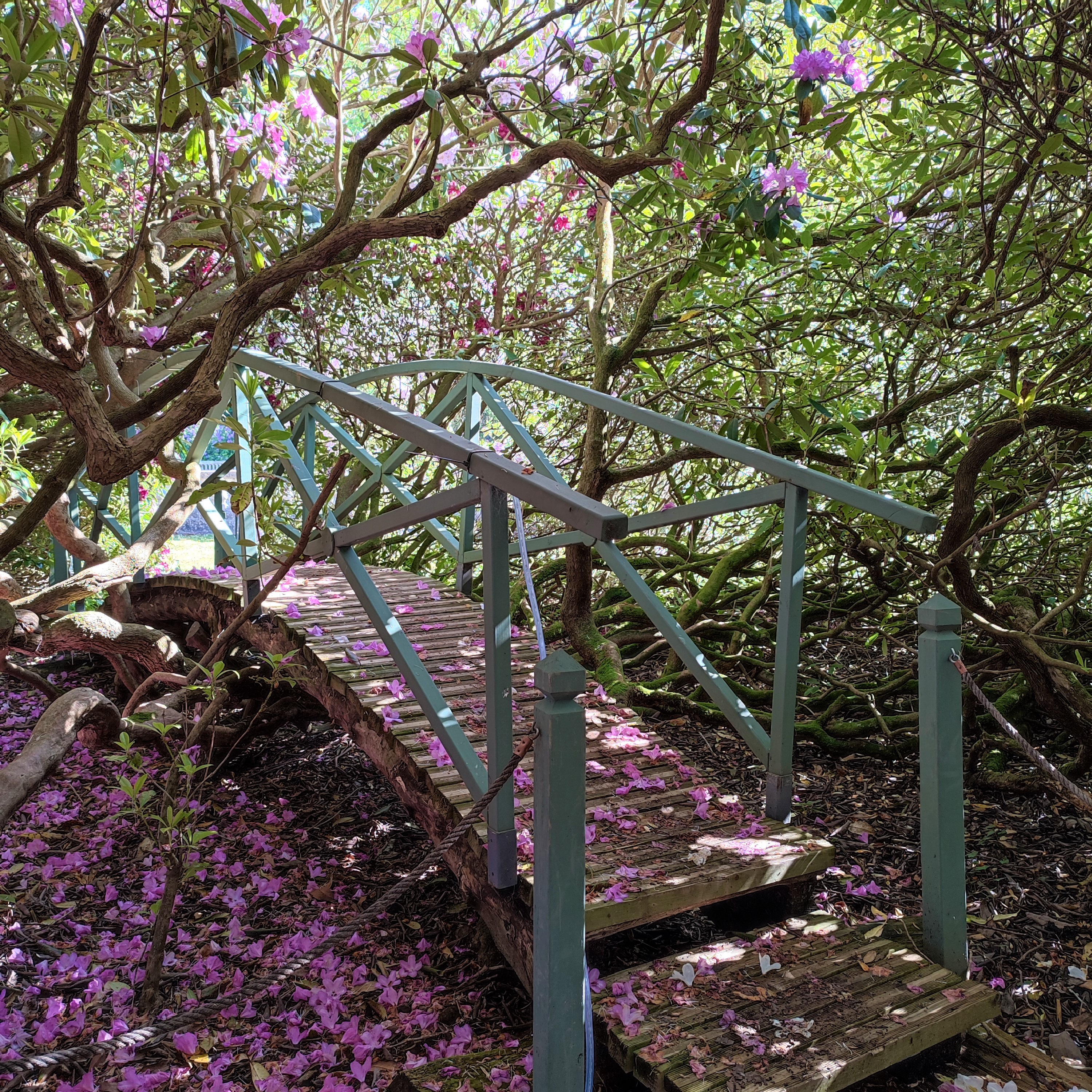 Foru00eat de rhododendrons - domaine du Grand Daubeuf 2022