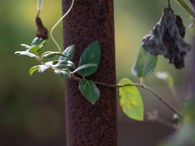 L'Armillaire 10© laetitiaaudrezet800x600