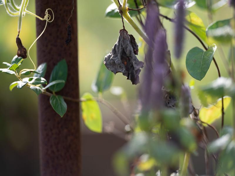 L'Armillaire 14 © laetitiaaudrezet800x600