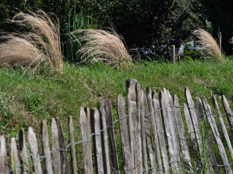 L'Armillaire 2 © laetitiaaudrezet 800x600